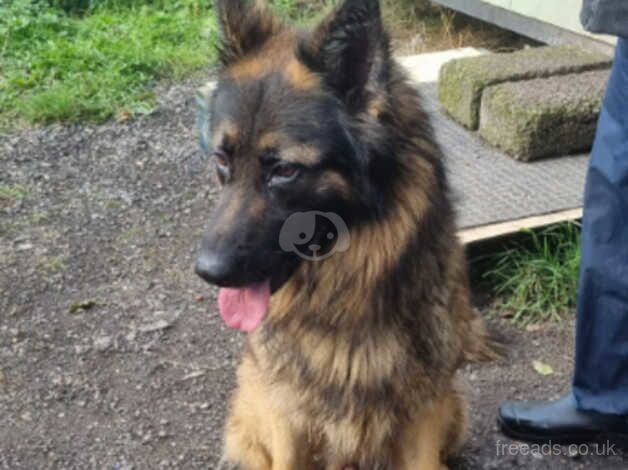 Ryker, 20 month old semi-long coat GSD for sale in Mansfield, Nottinghamshire - Image 1