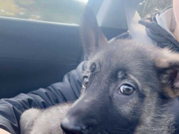 German Shepherds for sale in Barnsley, South Yorkshire