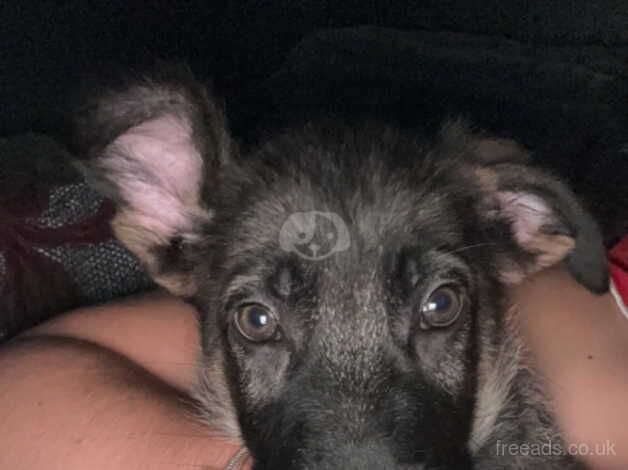 German Shepherd Puppies for sale in South Yorkshire