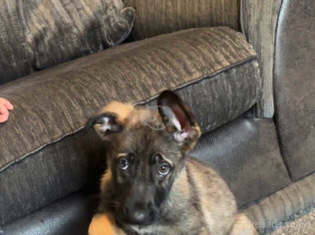 German Shepherd Puppies for sale