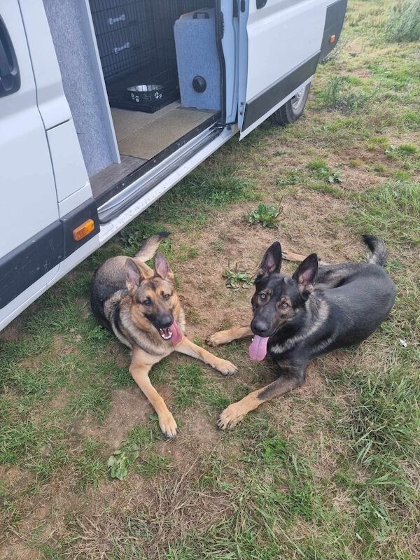 Security gsd puppies for sale in Immingham, Lincolnshire