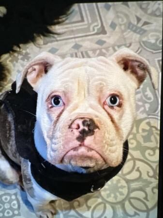 Serious inquiries only 8 month Old English Bulldog. for sale in Shrewsbury, Shropshire - Image 3