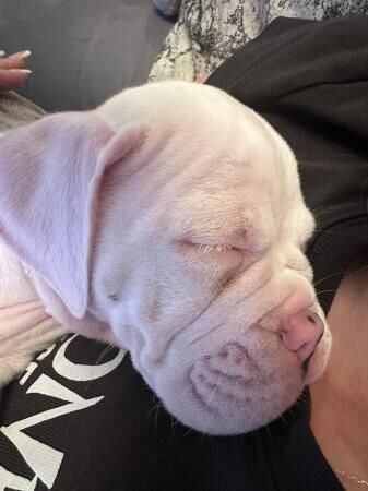 Serious inquiries only 8 month Old English Bulldog. for sale in Shrewsbury, Shropshire - Image 4