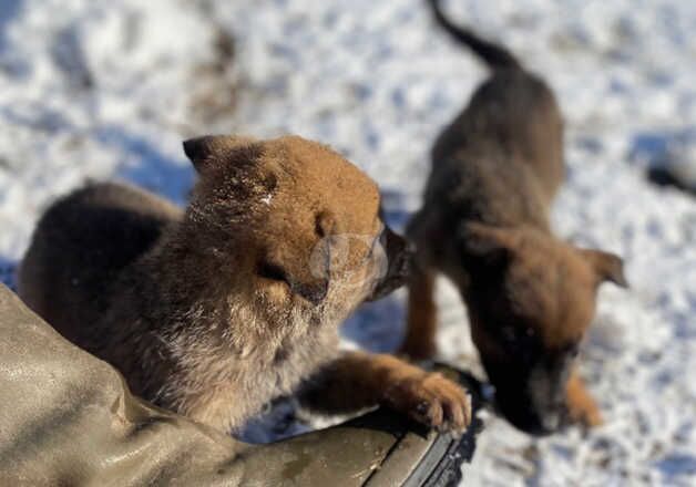 Shepard pups for sale in Dudley, West Midlands