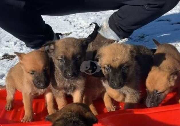 German Shepherds for sale in Dudley, West Midlands