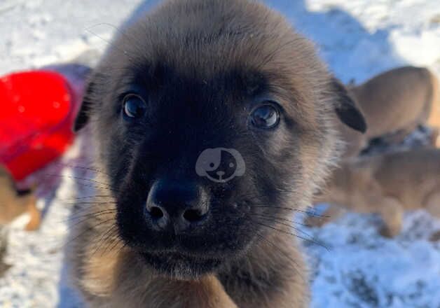 German Shepherd Puppies for sale in West Midlands