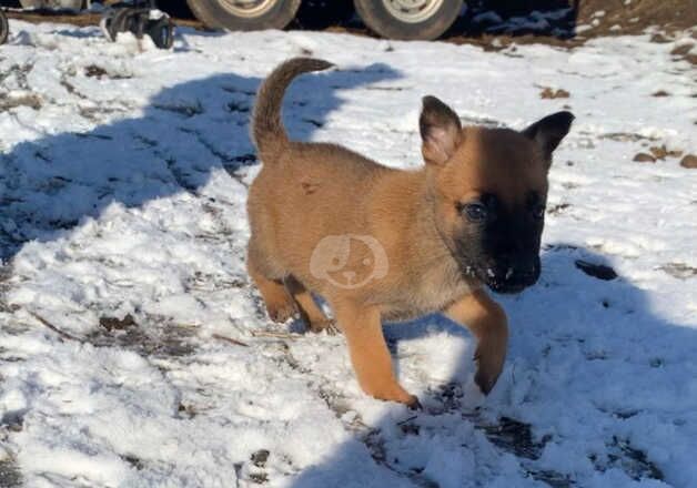 German Shepherd Puppies for sale