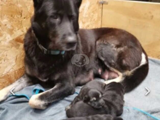 Shepkita pups for sale in Morecambe, Lancashire - Image 1