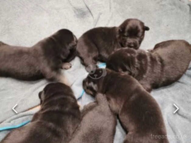 Shepkita pups for sale in Morecambe, Lancashire - Image 2