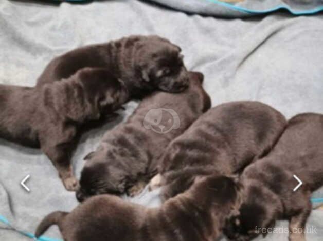 Shepkita pups for sale in Morecambe, Lancashire - Image 3