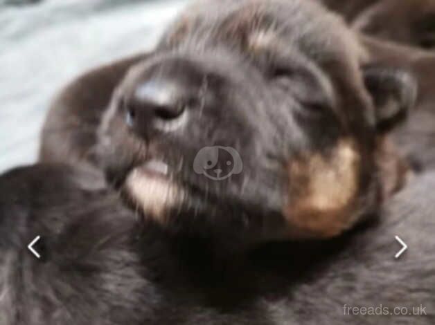 Shepkita pups for sale in Morecambe, Lancashire - Image 4