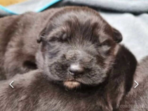 Shepkita pups for sale in Morecambe, Lancashire - Image 5