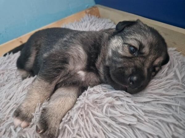 Shepsky puppies for sale in Immingham, Lincolnshire