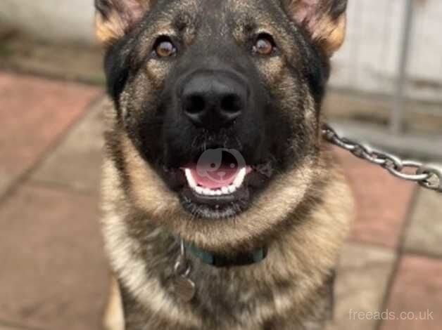 Short haired German Shepherd for sale in Bristol, Bristol - Image 1