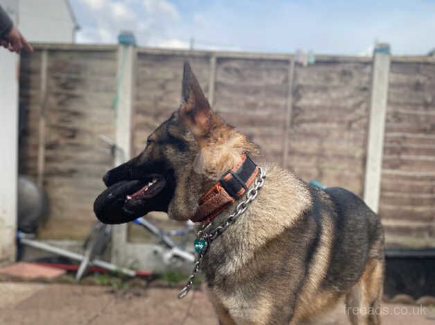 Short haired German Shepherd for sale in Bristol, Bristol - Image 2