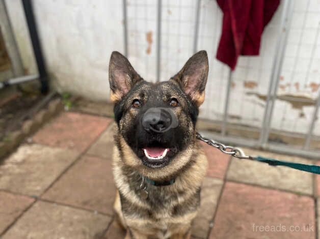 Short haired German Shepherd for sale in Bristol, Bristol - Image 3