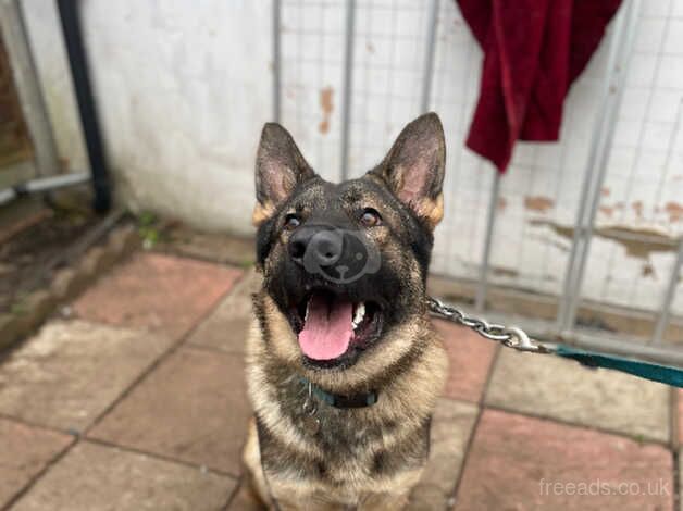 Short haired German Shepherd for sale in Bristol, Bristol - Image 4