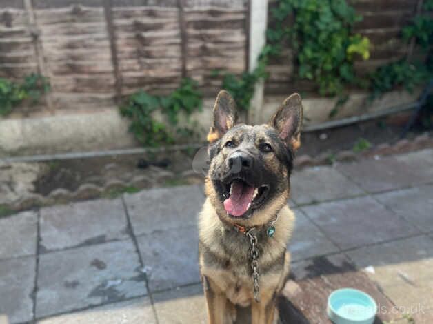 Short haired German Shepherd for sale in Bristol, Bristol - Image 5