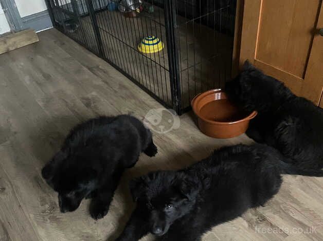 Six beautiful intelligent German Shepherd puppies for sale in Stockton-on-Tees, County Durham