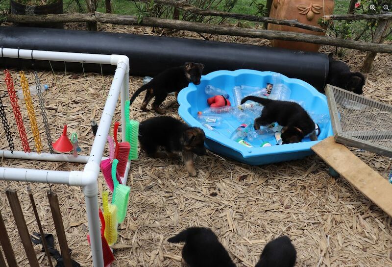 Social & active breed German Shepherd puppies for sale in Fole, Staffordshire - Image 3