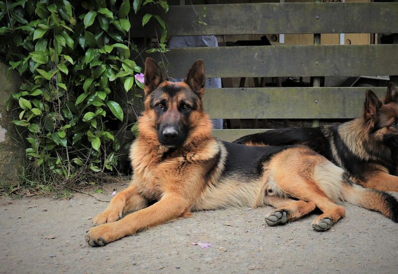 Social & active breed German Shepherd puppies for sale in Fole, Staffordshire - Image 5