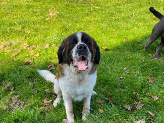 St Bernard Male for sale in Downpatrick, Down