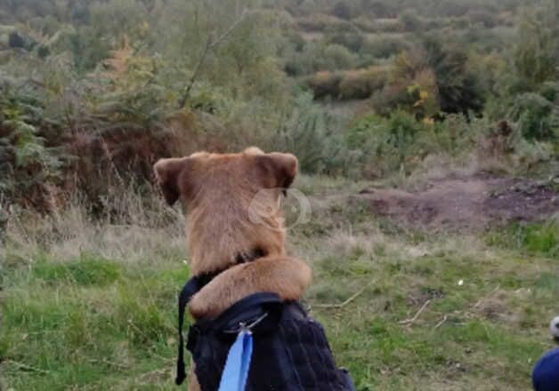 German Shepherd Puppies for sale in Staffordshire