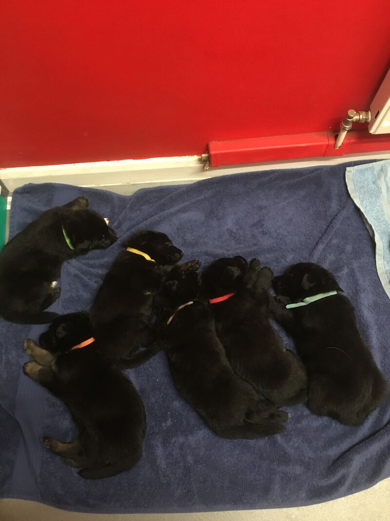 Straight Back German Shepherd Puppies for sale in Somerset 