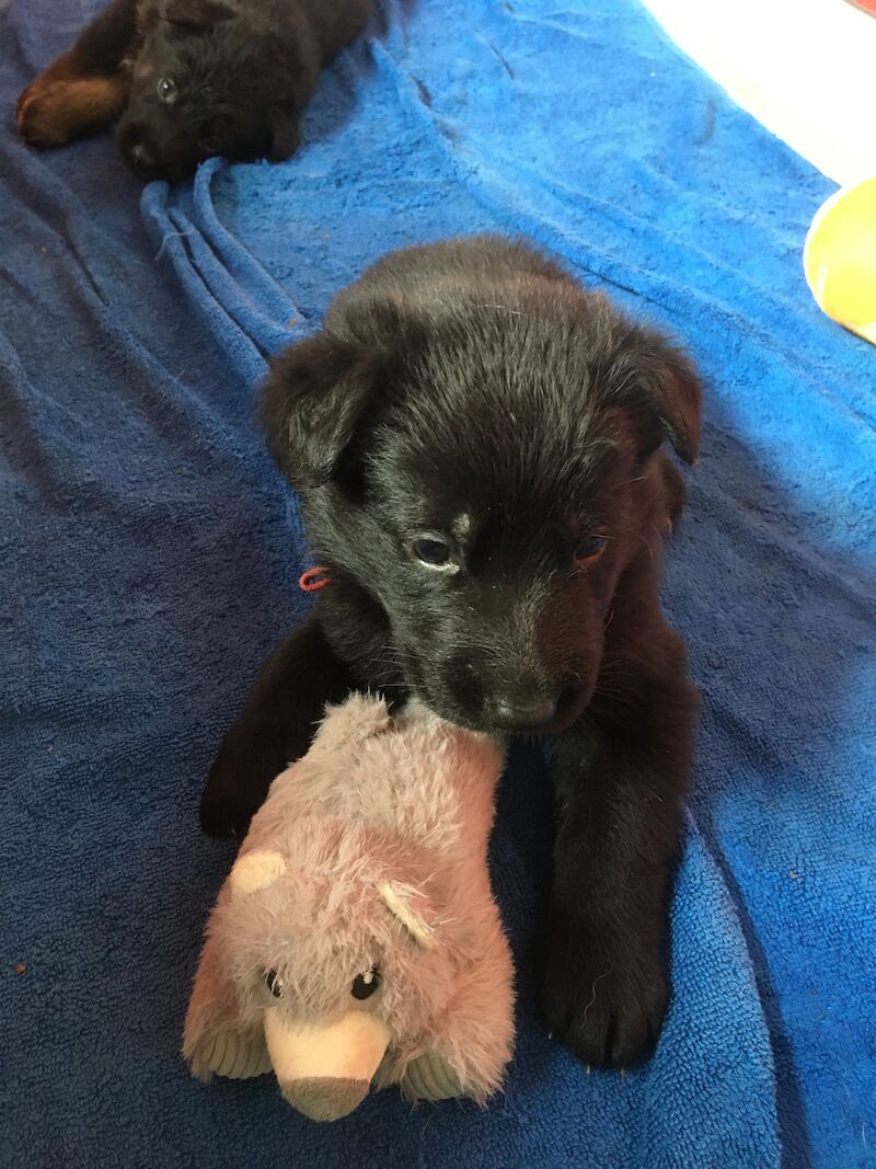 Straight Back German Shepherd Puppies for sale in Somerset - Image 3