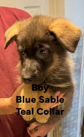 Straight Back German Shepherd Puppies- Ready Now - 8 wks for sale in High Wycombe, Buckinghamshire - Image 3