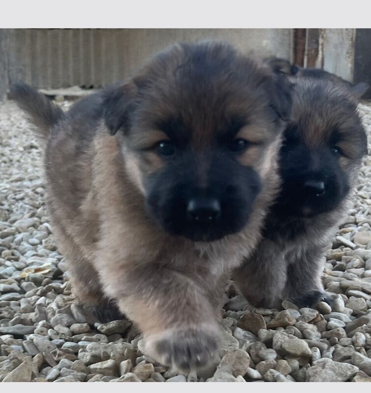 Straight backed German shepherd pups for sale in Templecombe, Somerset