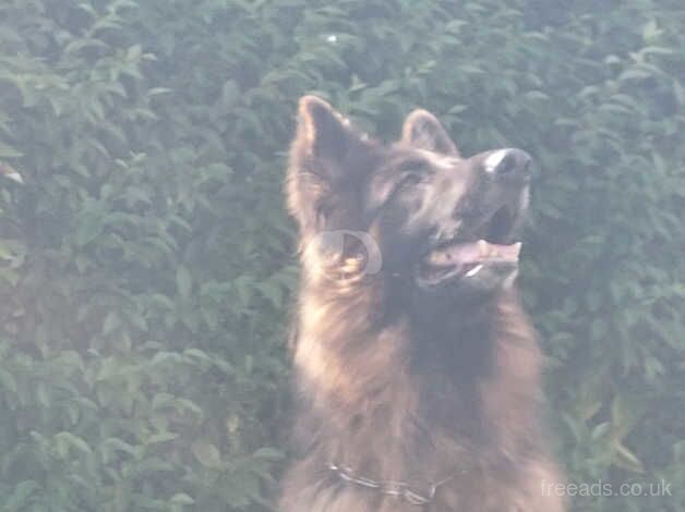 Stud Male german shepherd for sale in Coldstream, Scottish Borders