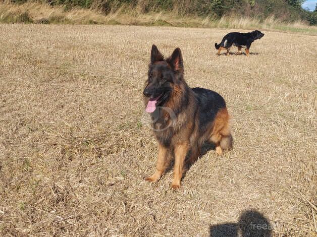 Stud proven male for sale in Coldstream, Scottish Borders