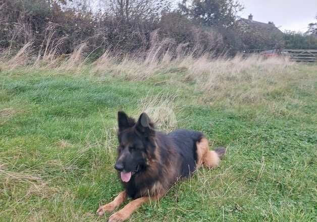 Stud proven male for sale in Coldstream, Scottish Borders - Image 3