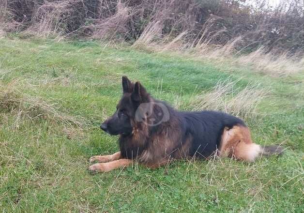 Stud proven male for sale in Coldstream, Scottish Borders - Image 4