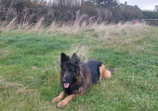 Stud proven male for sale in Coldstream, Scottish Borders - Image 5