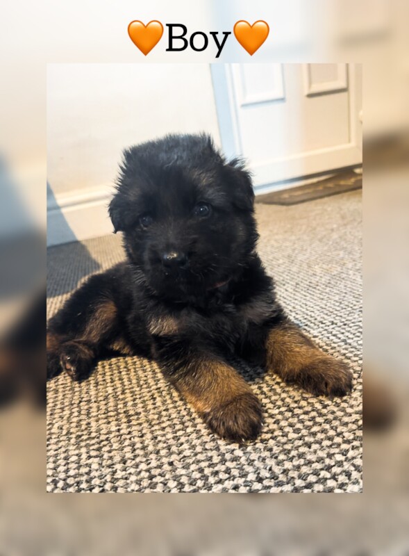 ✨❤️STUNNING 4th generation GSD puppies❤️✨ for sale in Higher Ince, Greater Manchester