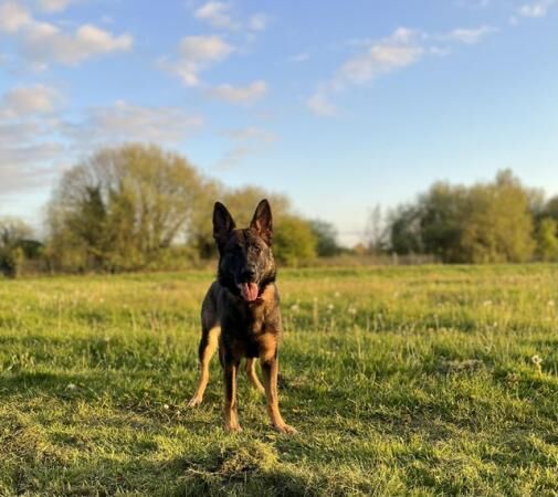 Stunning 8 month Old German Shepherd! ?? for sale in Eccles, Scottish Borders - Image 1