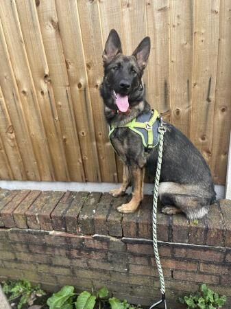 Stunning 8 month Old German Shepherd! ?? for sale in Eccles, Scottish Borders - Image 2