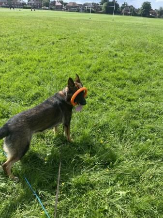 Stunning 8 month Old German Shepherd! ?? for sale in Eccles, Scottish Borders - Image 3
