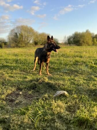 Stunning 8 month Old German Shepherd! ?? for sale in Eccles, Scottish Borders - Image 4
