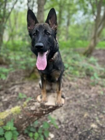 Stunning 8 month Old German Shepherd! ?? for sale in Eccles, Scottish Borders - Image 5