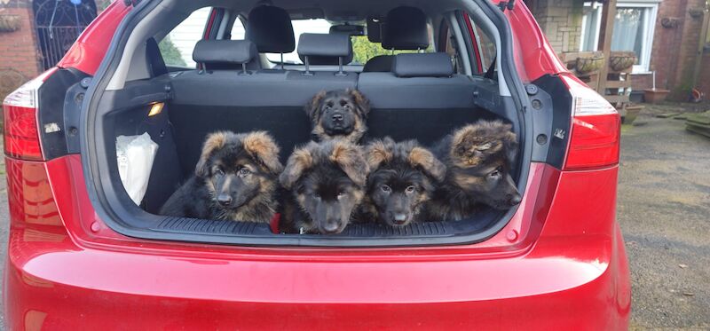 Stunning & Beautiful KC long haired GSD Puppies for sale in Tipton, West Midlands