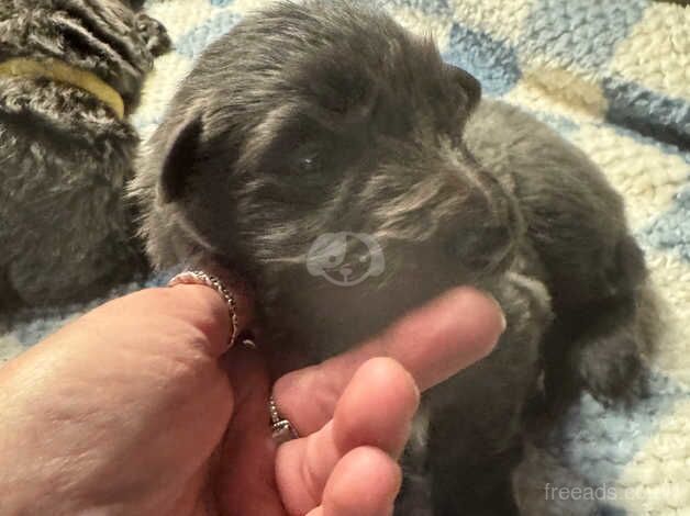 Stunning Blue German Shepherd Puppies for sale in Bradford, West Yorkshire - Image 3