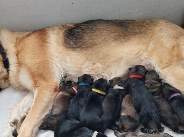 stunning bundles of fluffy german shepherds ready now just 1 MALE LEFT for sale in Gosport, Hampshire - Image 2