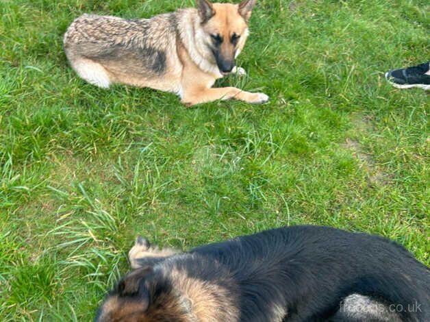 stunning bundles of fluffy german shepherds ready now just 1 MALE LEFT for sale in Gosport, Hampshire - Image 3