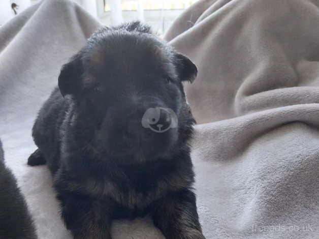 stunning bundles of fluffy german shepherds ready now just 1 MALE LEFT for sale in Gosport, Hampshire - Image 4