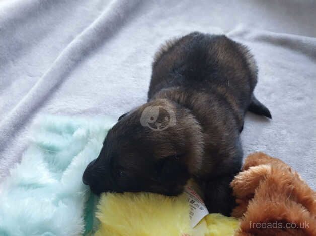 stunning bundles of fluffy german shepherds ready now just 1 MALE LEFT for sale in Gosport, Hampshire - Image 5