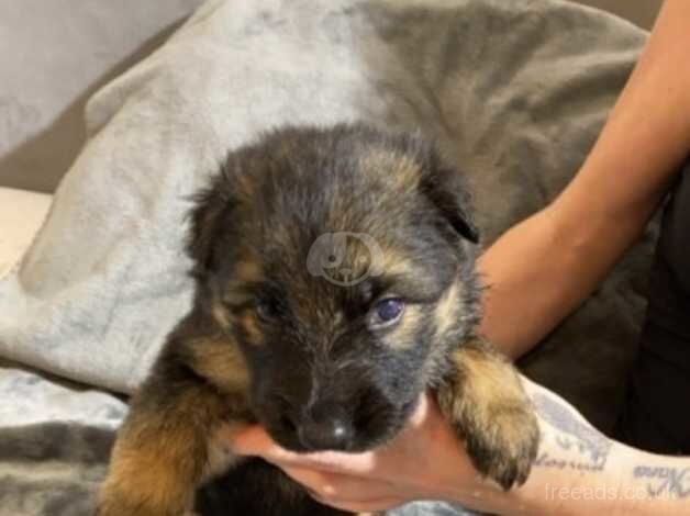 Stunning German Shepard pups for sale in Doncaster, South Yorkshire - Image 2