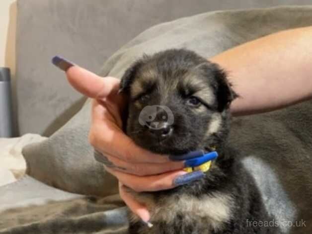 Stunning German Shepard pups for sale in Doncaster, South Yorkshire - Image 3